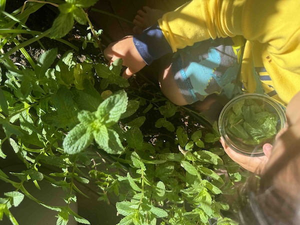 Child picking mint leaves!